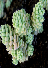 Sedum dasyphyllum 'Fuzzy'